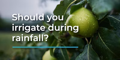 How California Rain Can Impact Irrigation Planning