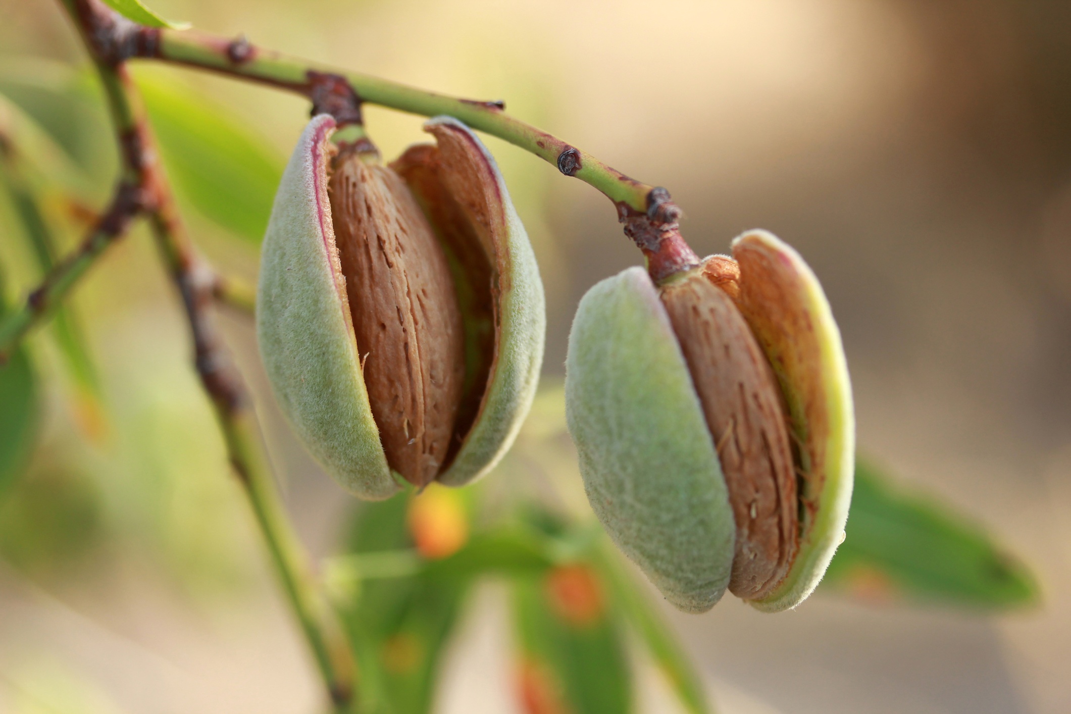 Regulated Deficit Irrigation Around Almond Hull Split