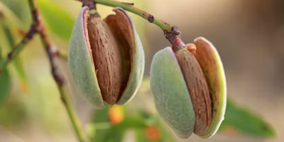 Regulated Deficit Irrigation Around Almond Hull Split