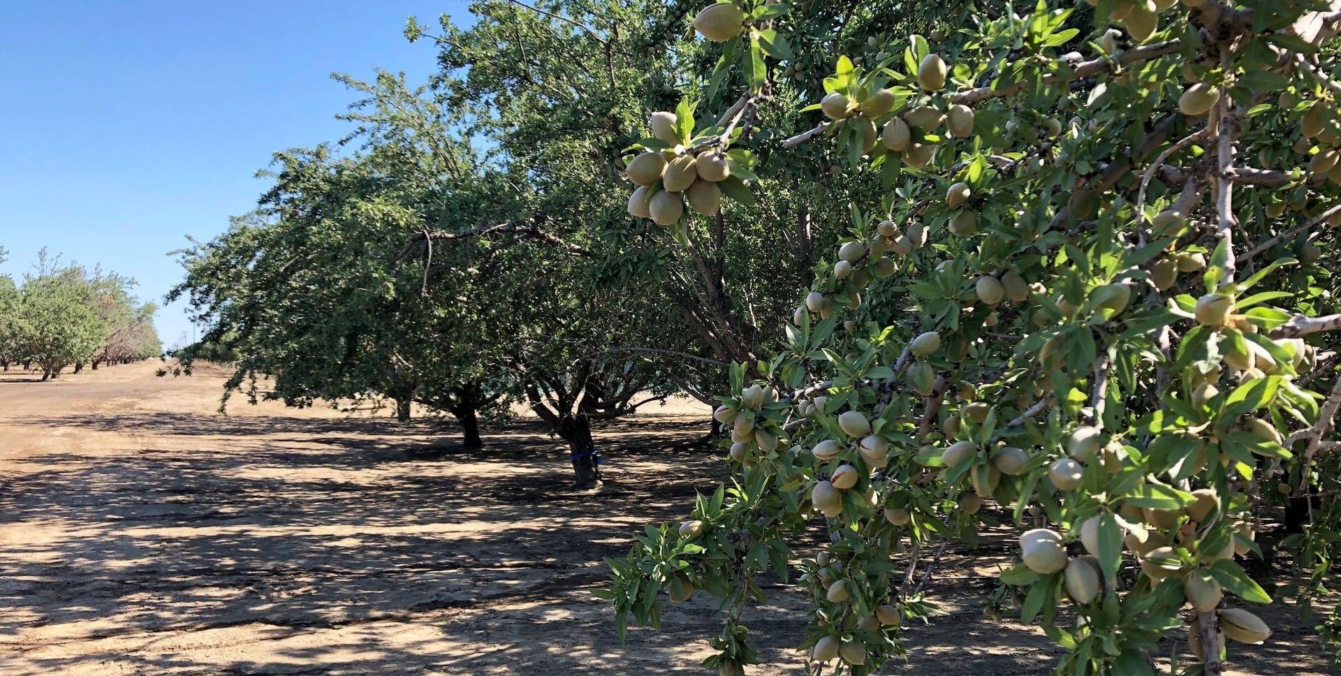 Almond trees during hull split