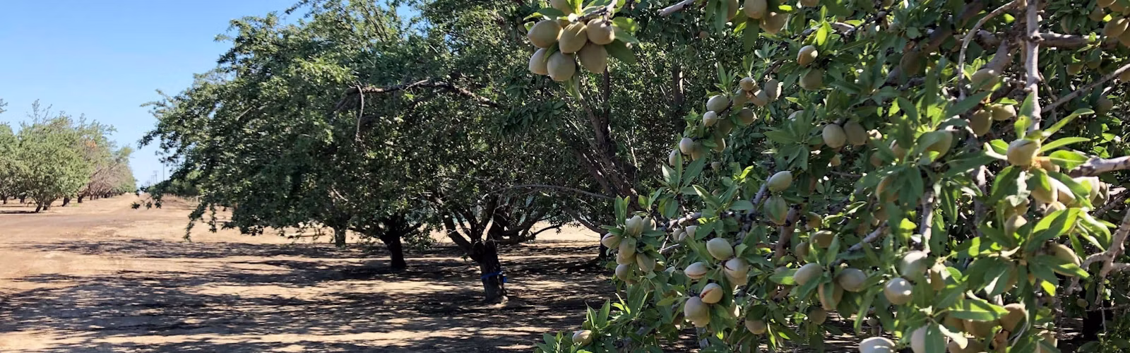 Almond trees during hull split