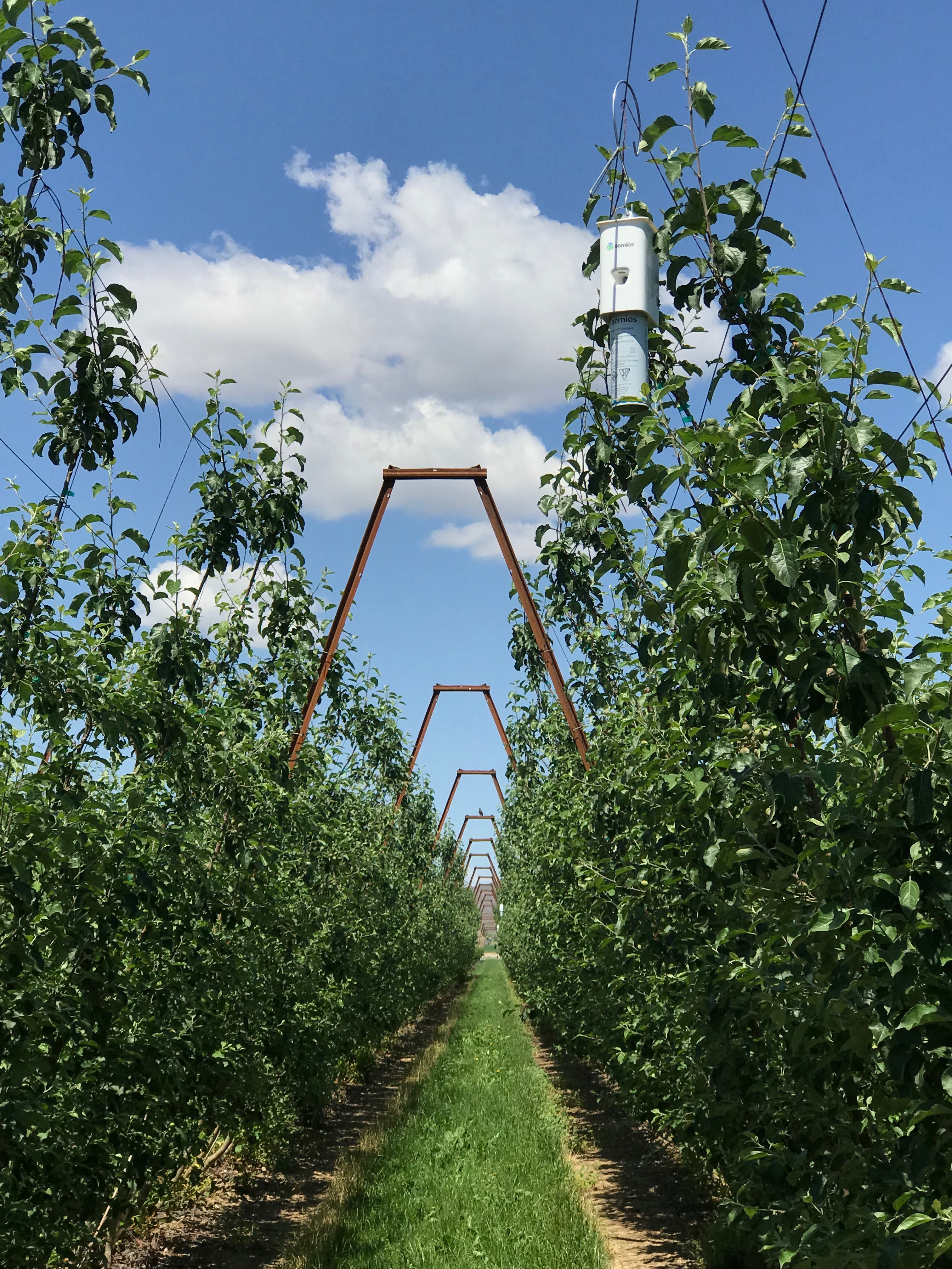 The Benefits of In-Canopy Weather Stations in Washington