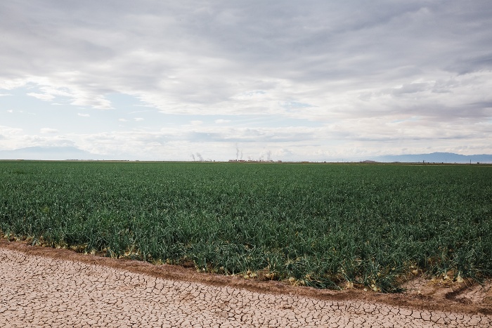 3 Reasons to Monitor Soil Moisture in Your Seasonal Crops This Winter