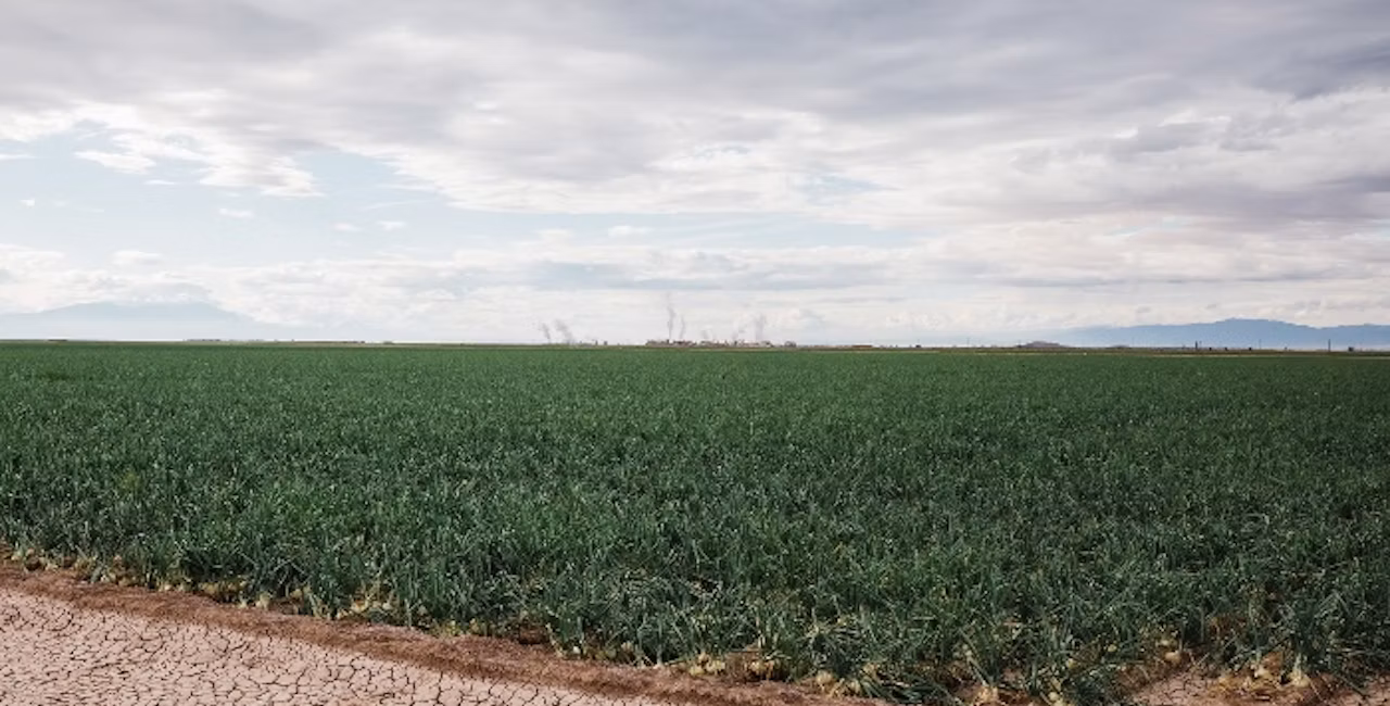 onion field