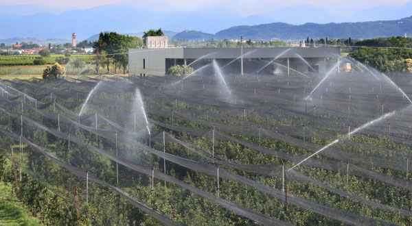 Irrigation in an apple orchard