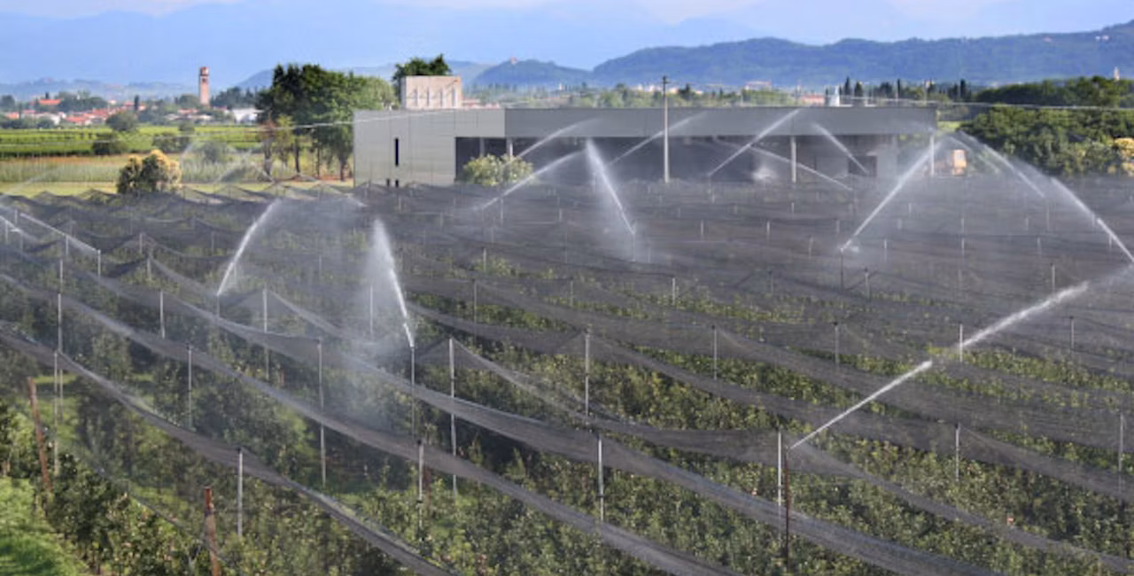 Irrigation in an apple orchard