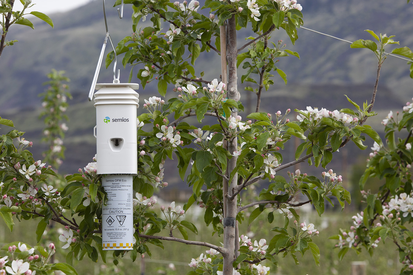 Washington State Oriental Fruit Moth Mid-Season Update