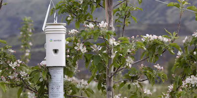Washington State Oriental Fruit Moth Mid-Season Update
