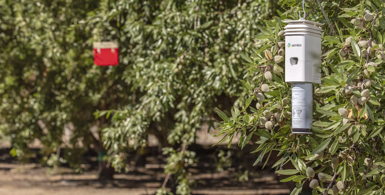 Semios pheromone dispenser in almond orchard