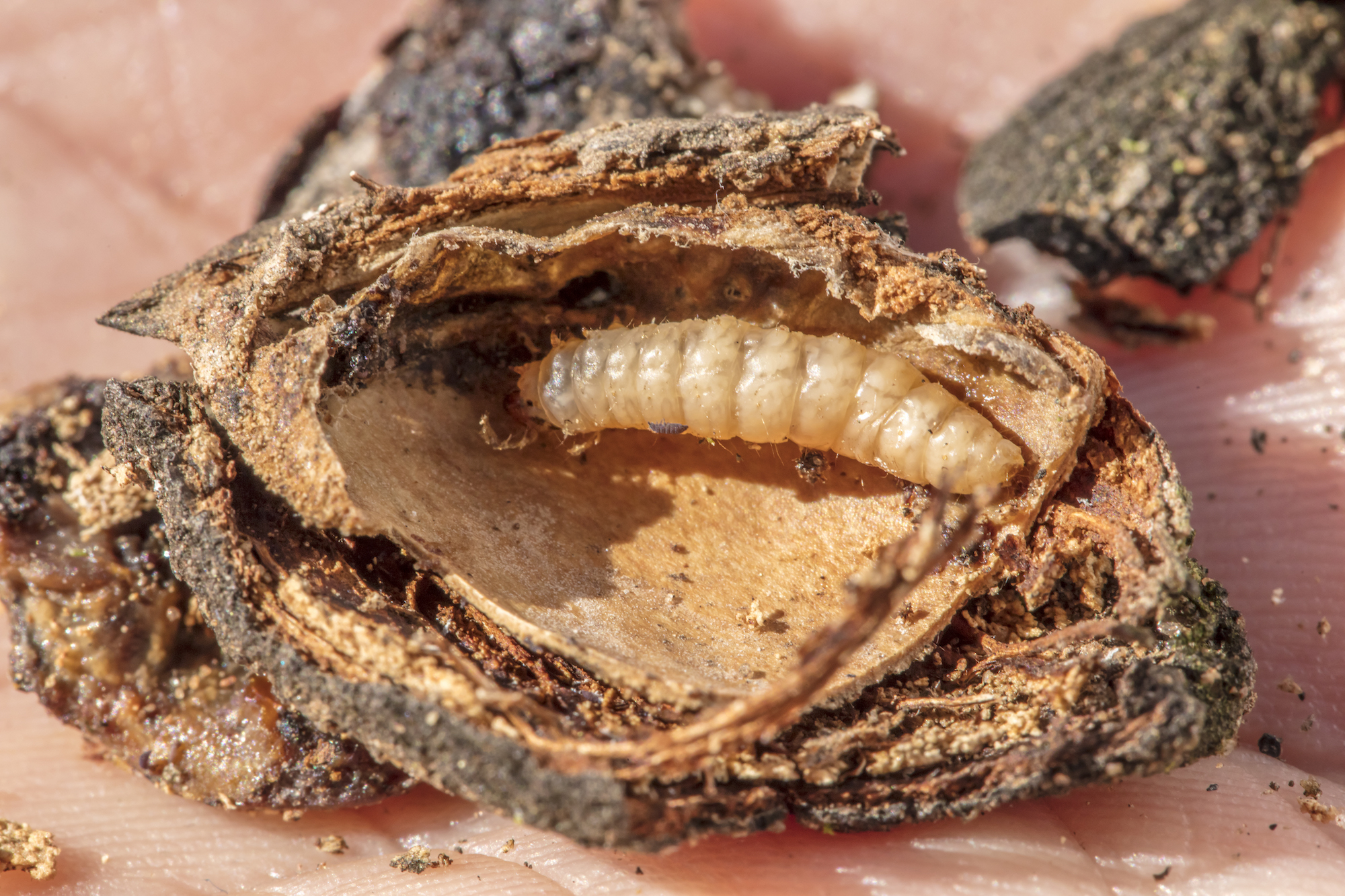 Semios Introduces First Aerosol Organic Pheromone for the Control of Navel Orangeworm in Almond, Pistachio, Walnut, and Fig Crops