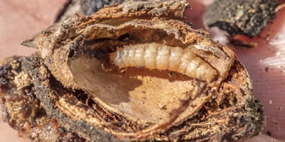 Semios Introduces First Aerosol Organic Pheromone for the Control of Navel Orangeworm in Almond, Pistachio, Walnut, and Fig Crops