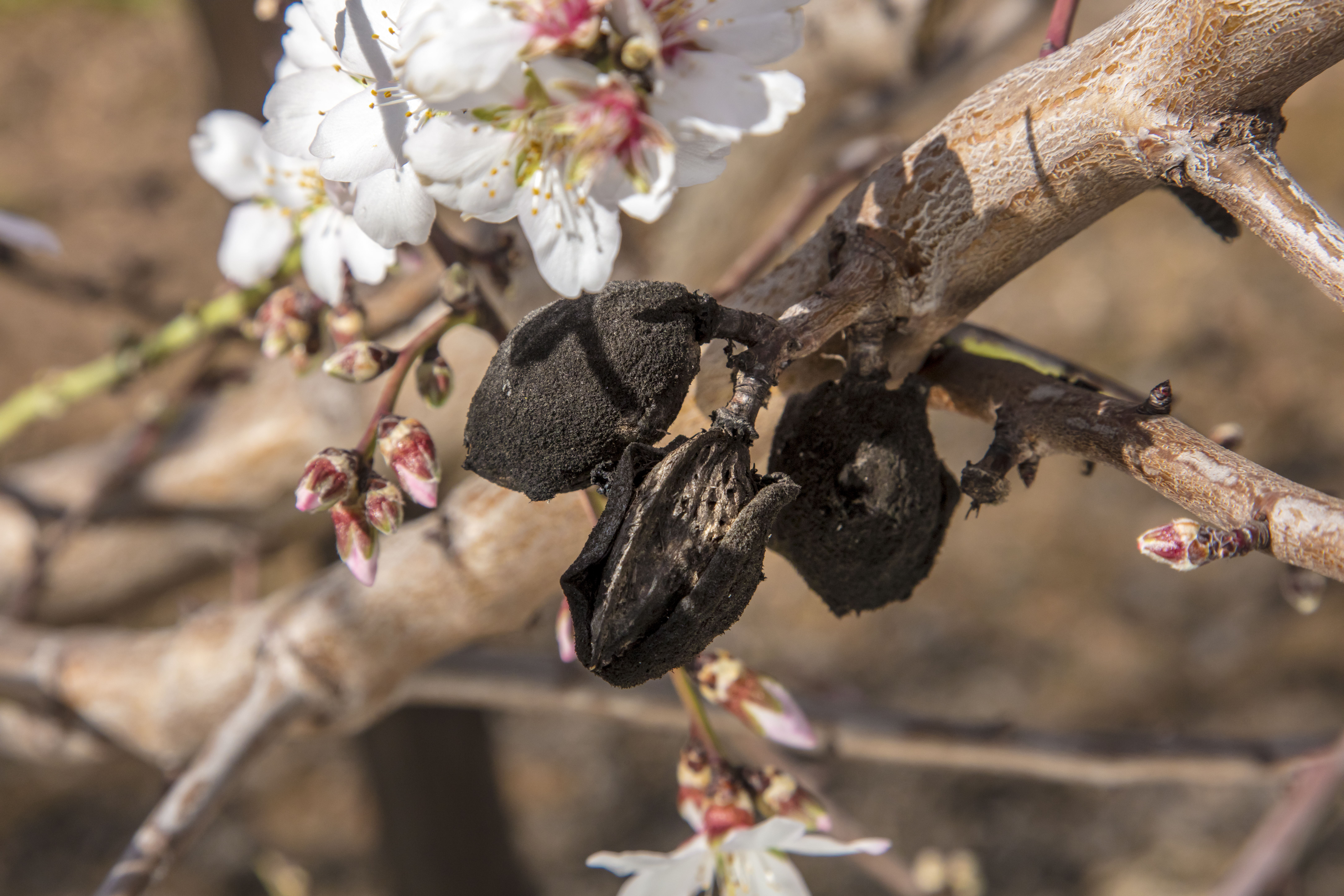 Mummy nuts on an almond tree branch