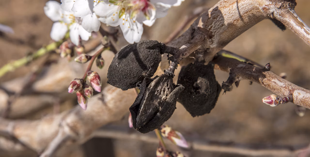 Mummy nuts on an almond tree branch