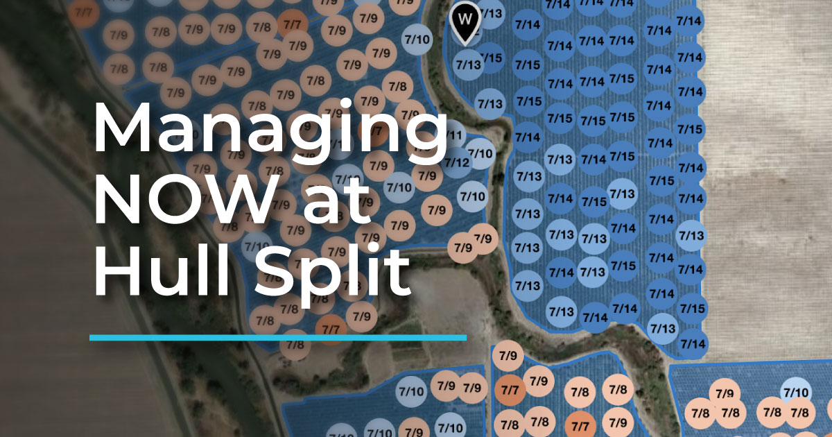 Navel Orangeworm Management at Hull Split