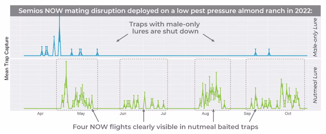 Graph showing trap catches on a property with nutmeal baited traps (NOW flights are still visible) vs male-only lure traps (traps are shut down)