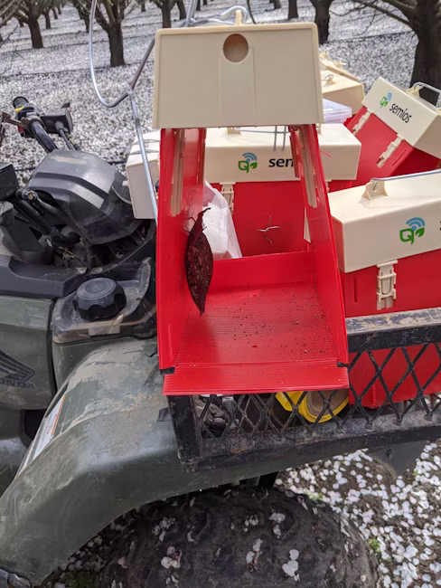 Nutmeal lure inside a red trap