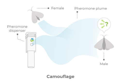 Mating disruption in the form of camouflage