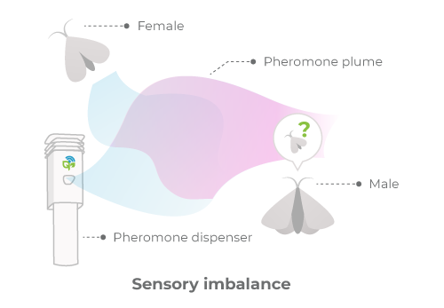 Mating disruption in the form of sensory imbalance