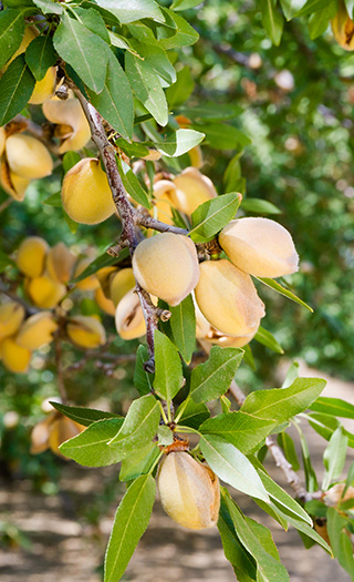 Almonds