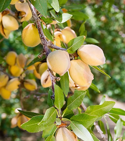 Almonds