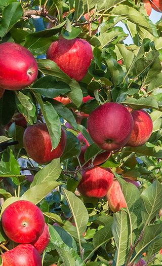 Apples