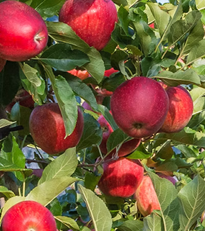 Apples