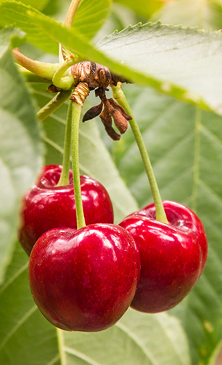 Cherries