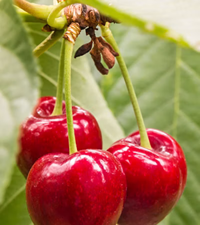 Cherries