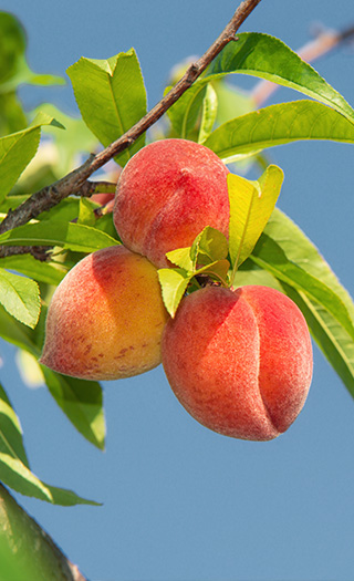Stone Fruit