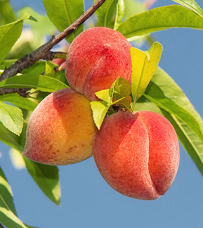Stone Fruit