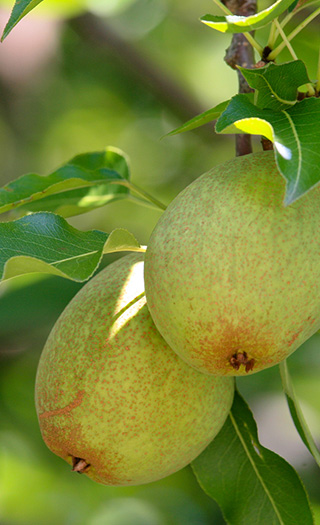 Pears