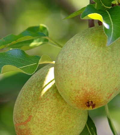 Pears
