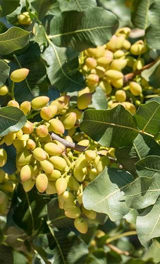 Pistachios