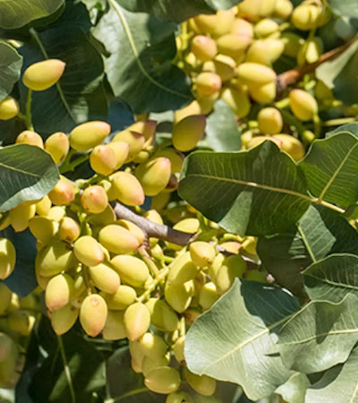 Pistachios