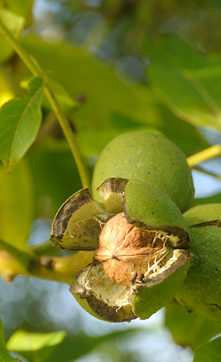 Walnuts
