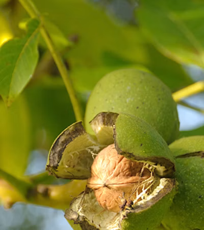 Walnuts