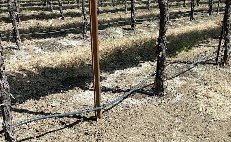 salt rings in the soil