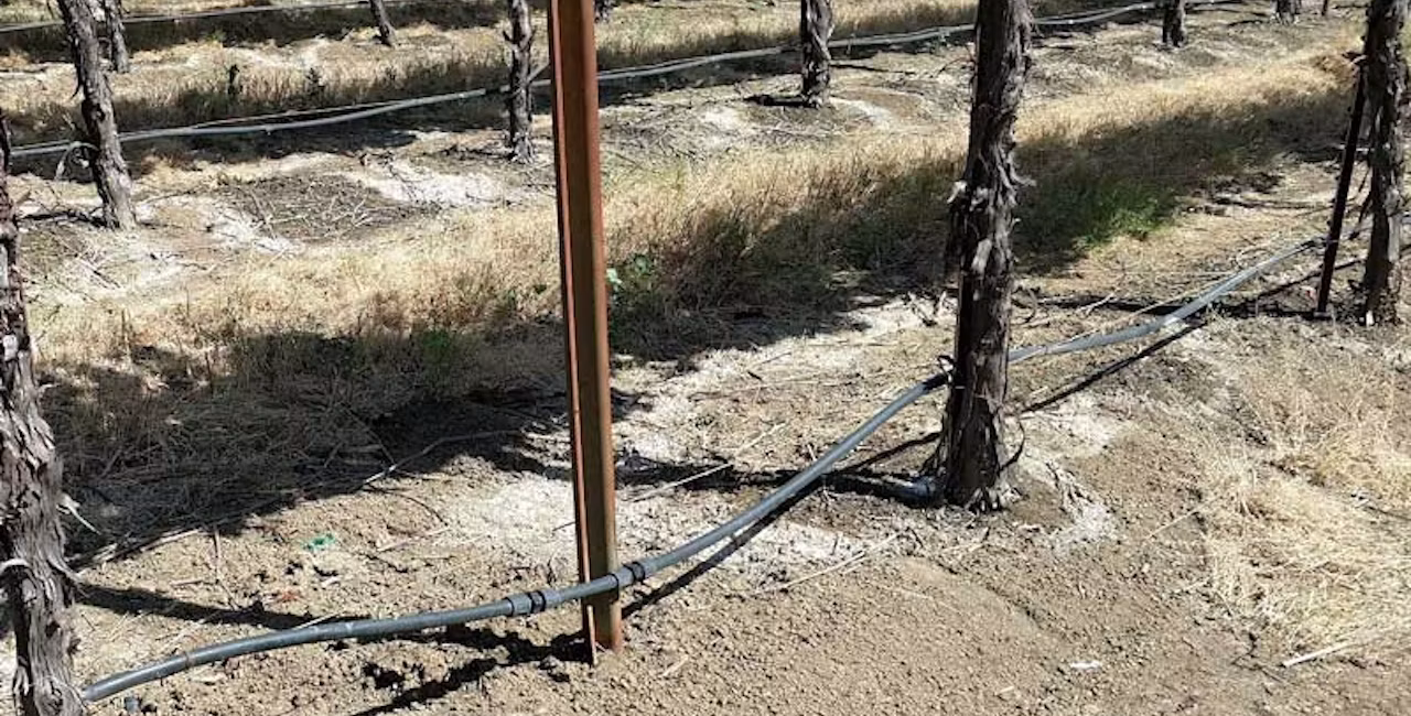 salt rings in the soil