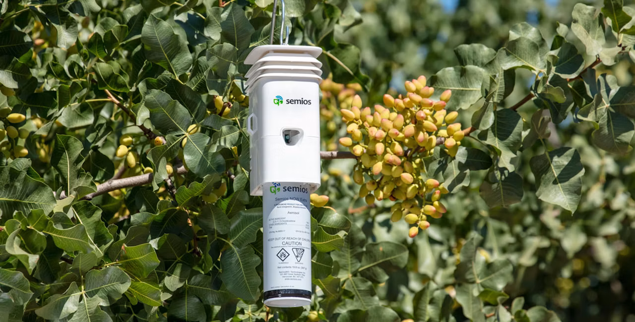 A white Semios pheromone aerosol dispenser hanging from a pistachio tree