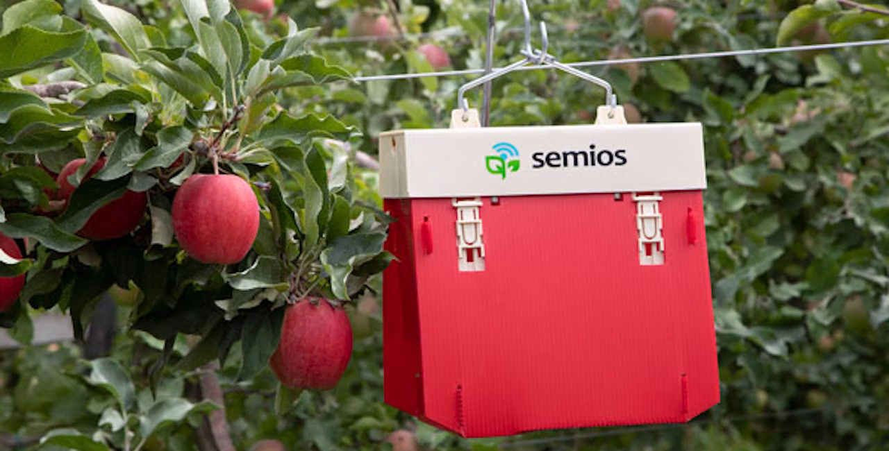 semios-trap-red-apple
