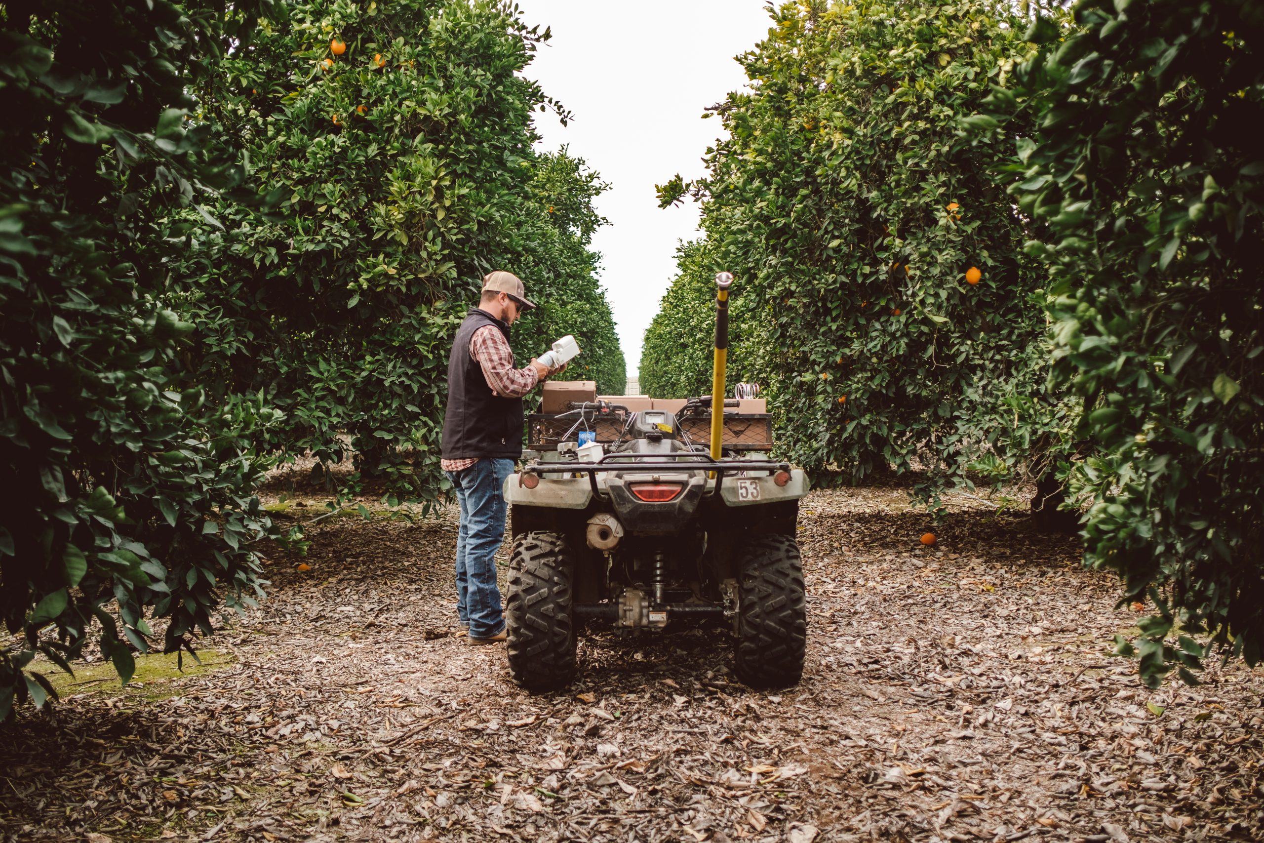 Semios field services team member installing mating disruption emitters in a citrus grove