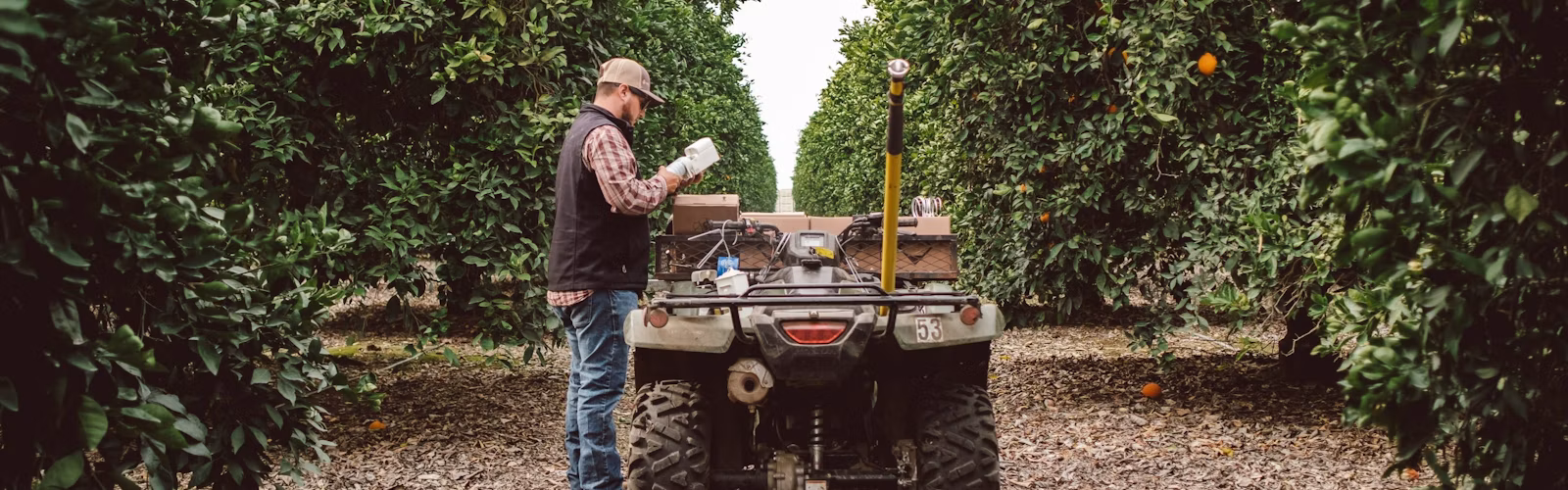 Semios field services team member installing mating disruption emitters in a citrus grove