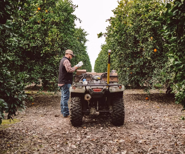 Semios field technician working in a citrus grove