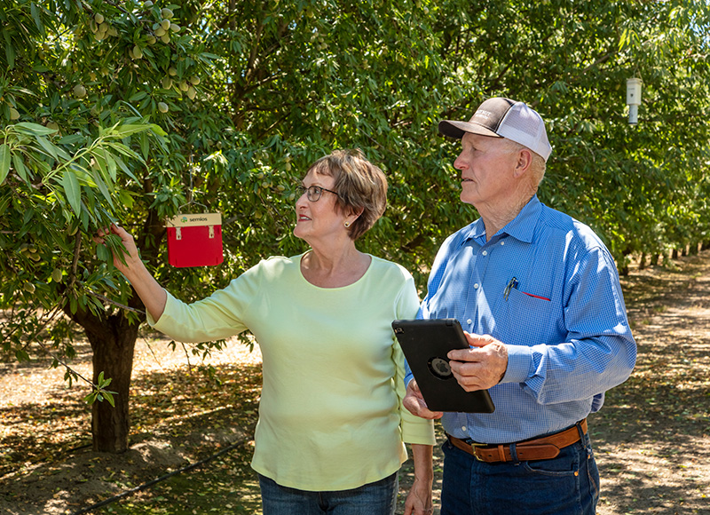 Two farmers examining a tree in an almond orchard