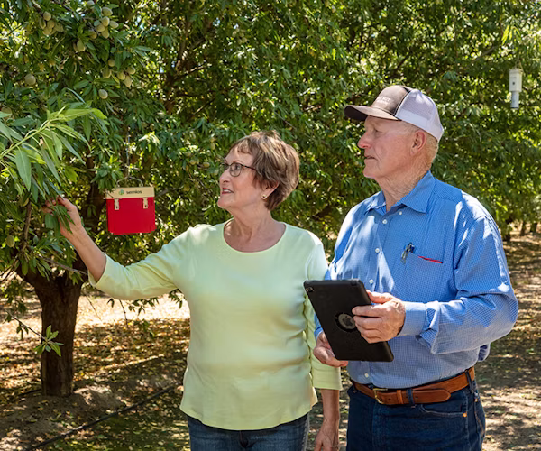 Two farmers examining a tree in an almond orchard