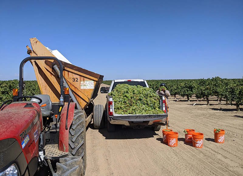 Grape harvest at a Semios grape research trial