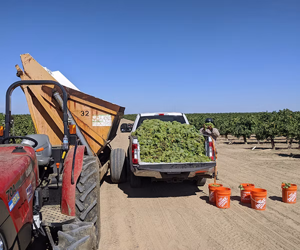 Grape harvest at a Semios grape research trial