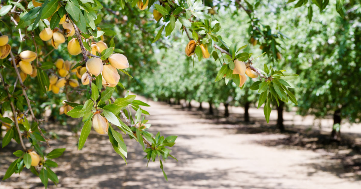 Plant Stress Monitoring