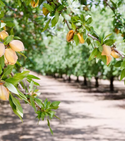 Plant Stress Monitoring
