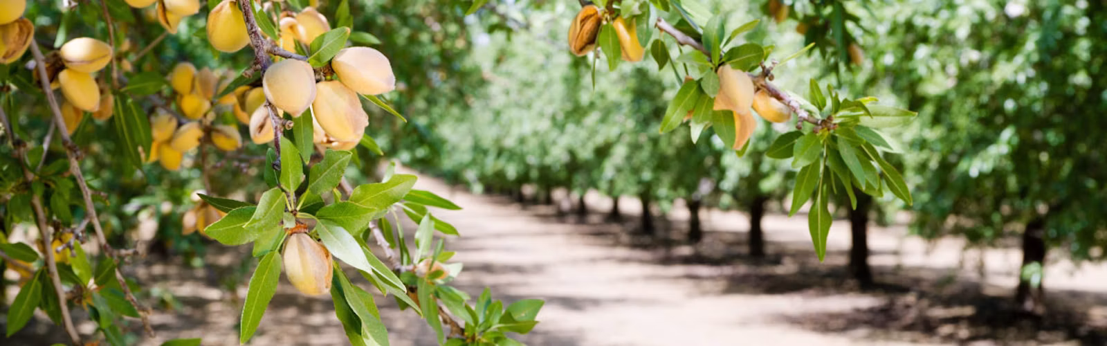 Close up of an almond tree during hull split